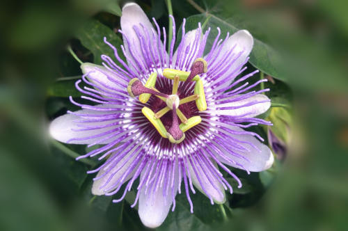 TwooDoo lila Passionsblüte
