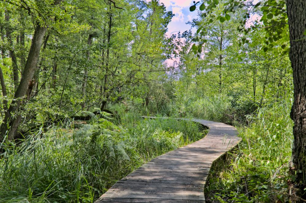 TwooDoo Steg im Wald