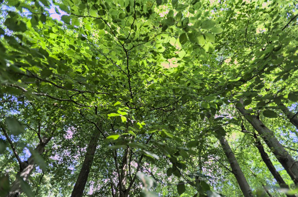 TwooDoo Baumkronen im Wald