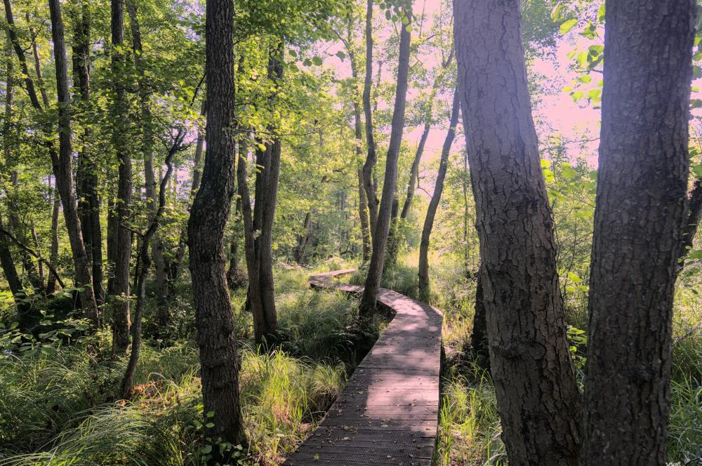 TwooDoo Waldweg im Gegenlicht