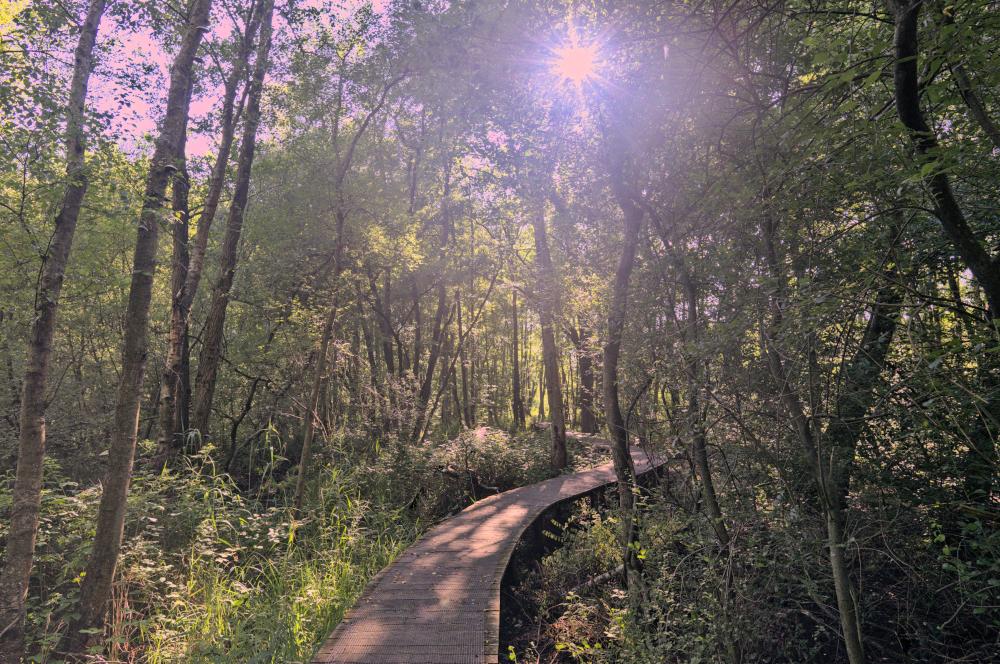 TwooDoo Waldweg im Gegenlicht